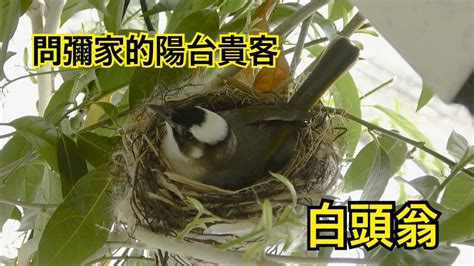 鳥築巢吉兆|「鳥築巢吉兆」：寓意新居興旺發財，取諧音「鳥」與「褔」相同。